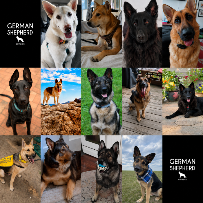 Meet Our Dogs of the Month — August 2026
