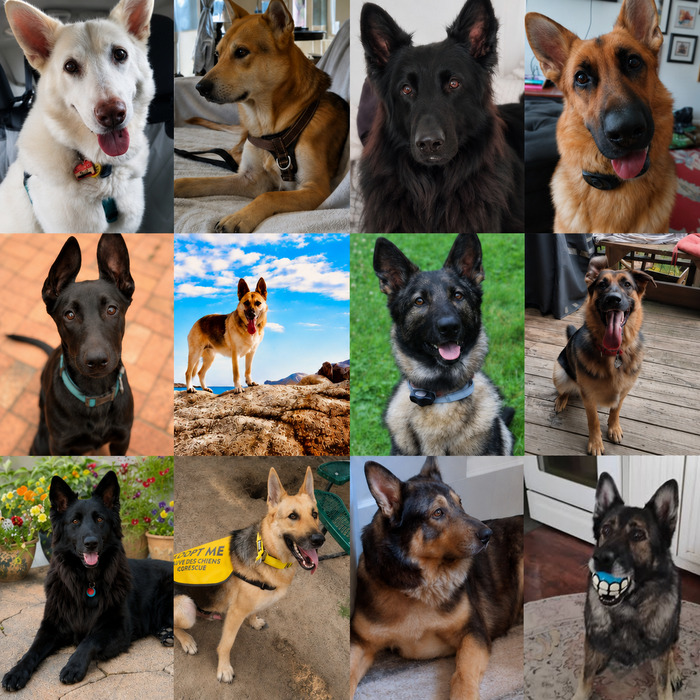 Meet Our Dogs of the Month — August 2026