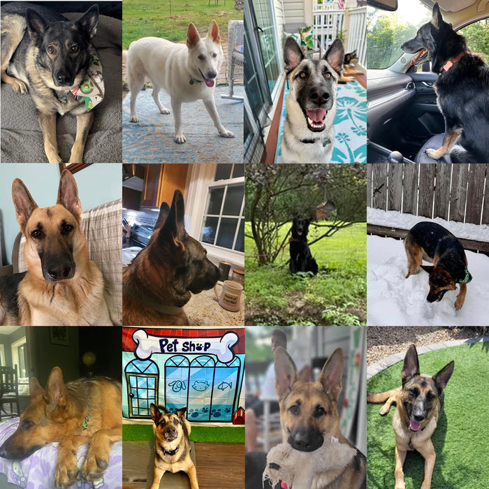 Meet Our Dogs of the Month — August
