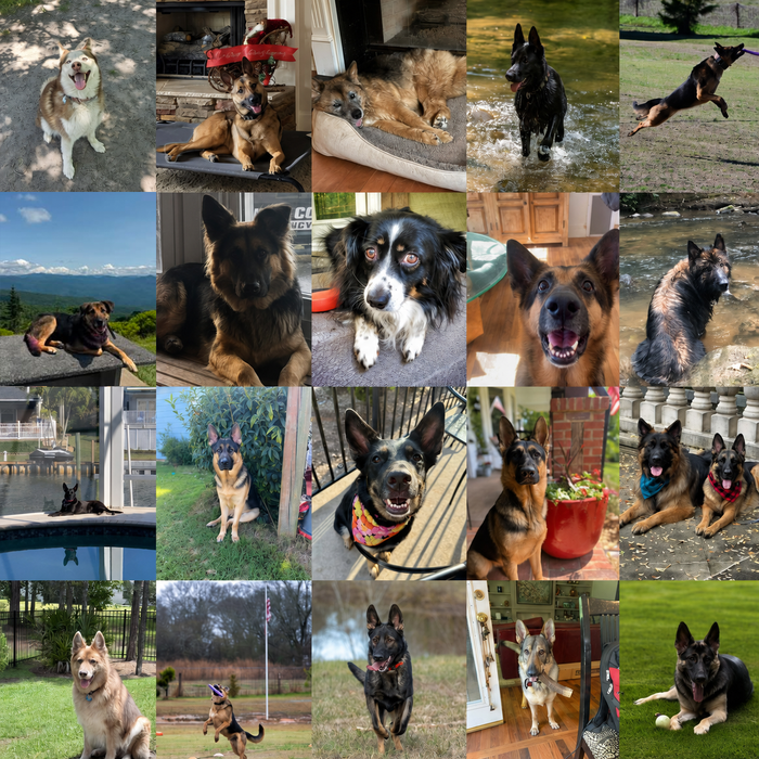 Canine Pet Rescue Dogs of the Month — August 2026
