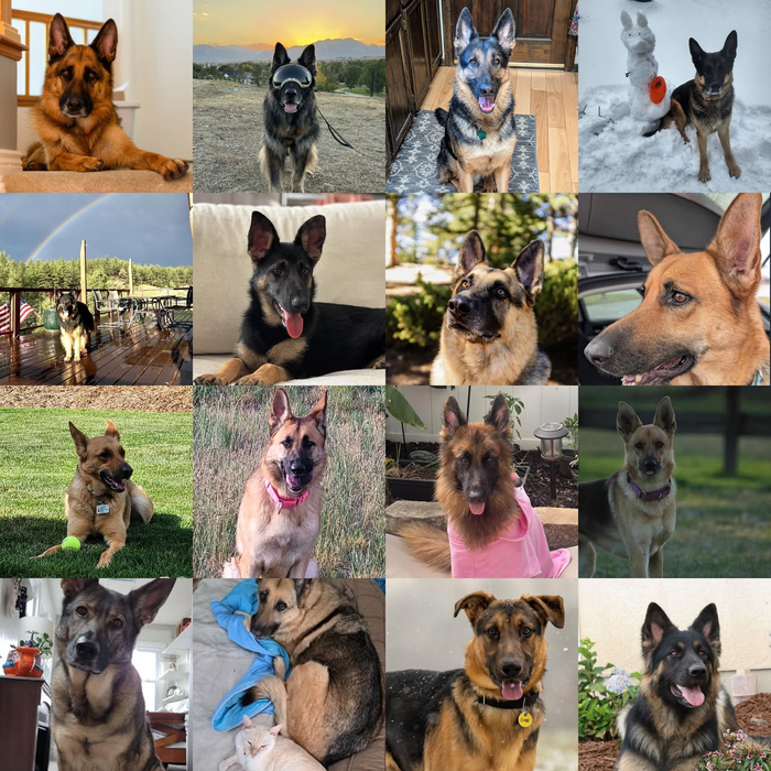 Meet Our Dogs of the Month — March