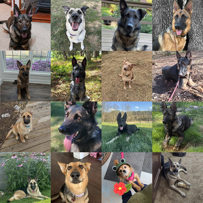 Meet Our Dogs of the Month — May