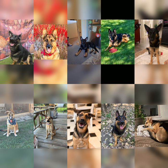 Meet Our Dogs of the Month — November 2026