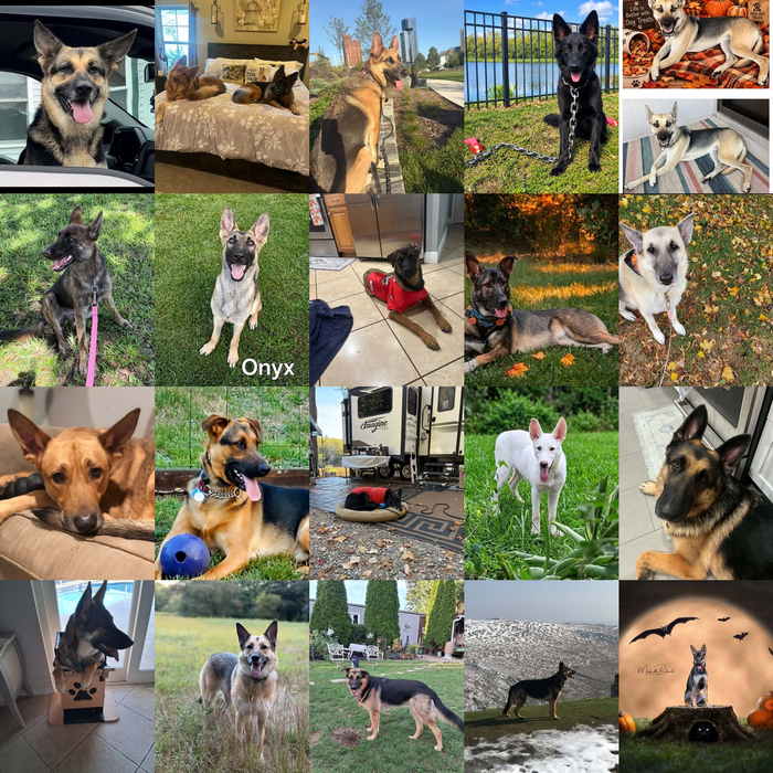 Meet Our Dogs of the Month — October 2026
