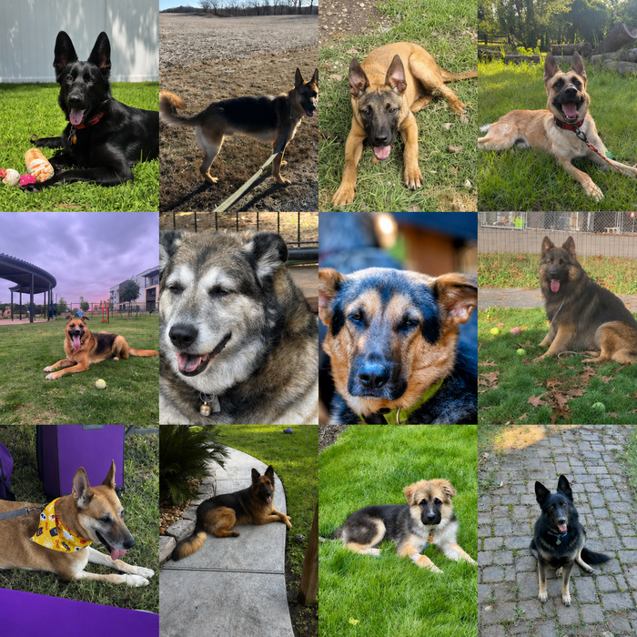 Meet Our Dogs of the Month — June