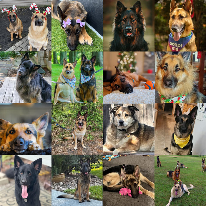 Meet Our Dogs of the Month — November