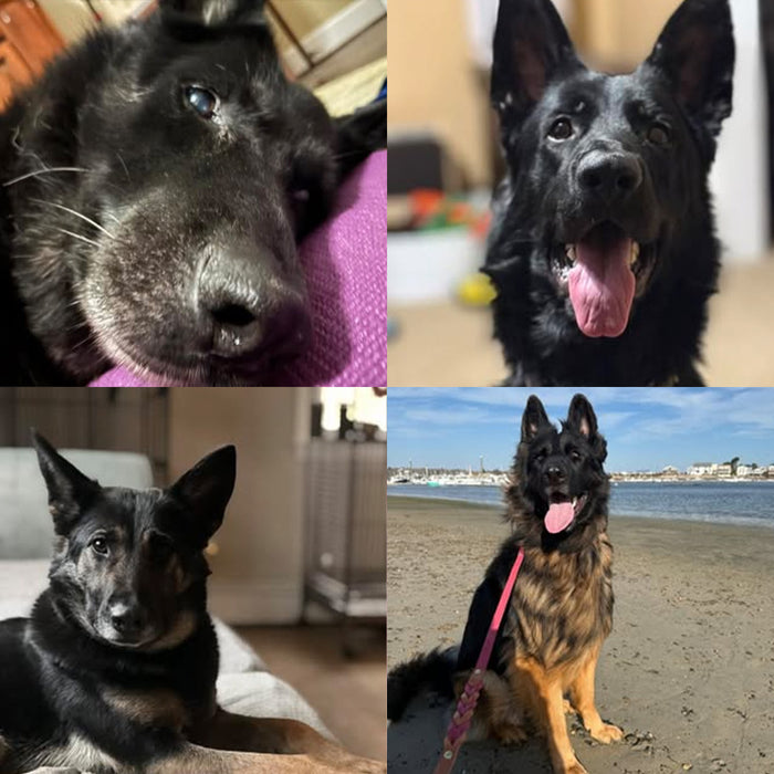 Meet Our Dogs of the Month — January/February