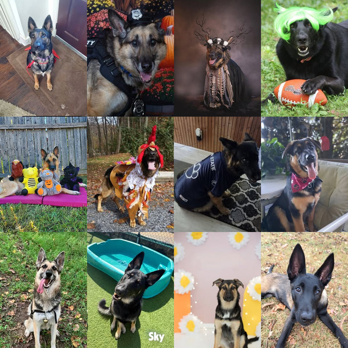 Meet Our Dogs of the Month — October