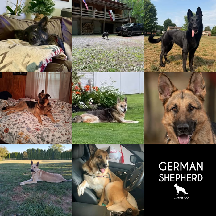 Meet Our Dogs of the Month — September 2026
