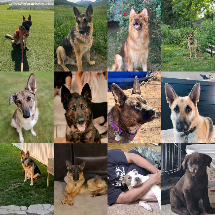 Meet Our Dogs of the Month — September